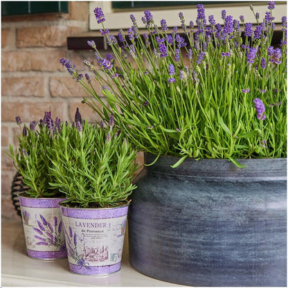 Buitenplant 3x Lavandula stoechas Anouk® - Bloeiend - Pot Ø 13cm Hoogte ↕ 25cm