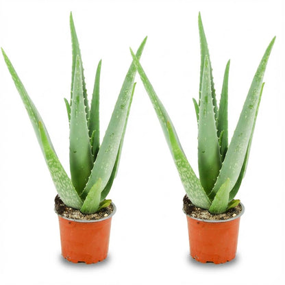 Kamerplant 2x Aloë Vera - Pot Ø 10,5cm Hoogte ↕ 35-40cm