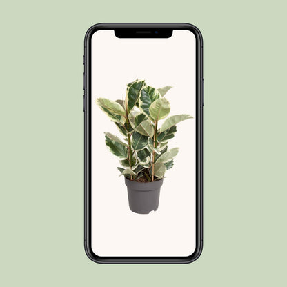 Kamerplant - Ficus Elastica Tineke - Pot Ø 27cm Hoogte ↕ 100cm