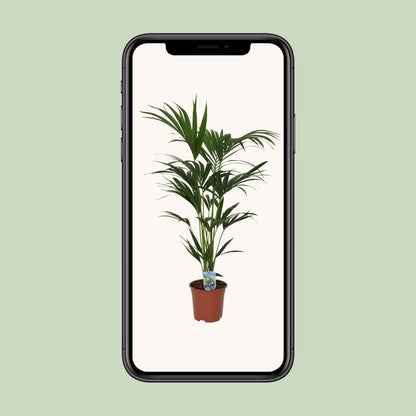 XL kamerplant - Howea forsteriana - Pot Ø 21cm Hoogte ↕ 120cm