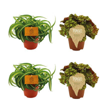 Kamerplant 4 stuks - 2x Chlorophytum Bonnie + 2x Begonia Rex Zumba - Pot Ø 12cm Hoogte ↕ 20-25cm