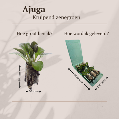 Buitenplant 6x Ajuga reptans - Bloeiend - Pot klein Hoogte ↕ variabel