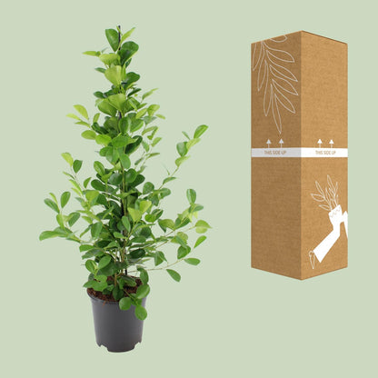 Kamerplant - Ficus microcarpa Moclame - Pot Ø 21cm Hoogte ↕ 95cm
