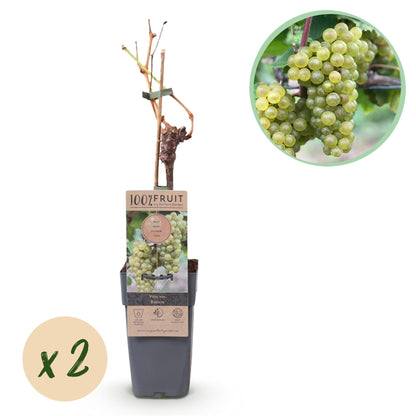 Buitenplant 2x Vitis vinifera 'Bianca' (Witte druif) - Fruitplant - Pot Ø 15cm Hoogte ↕ 50cm