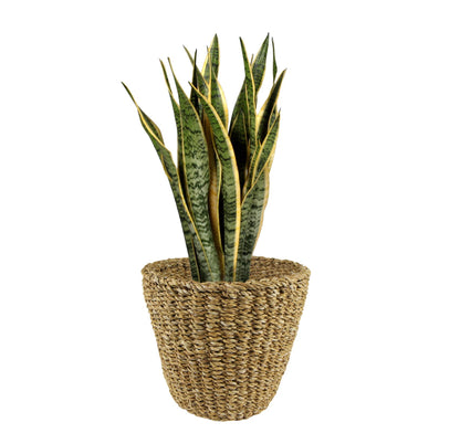 Mand Lichtbruin - Jip Naturel - M - H23cm W26cm