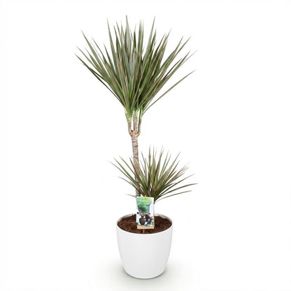 Kamerplant - Dracaena Marginata Bicolor - Pot Ø 21cm Hoogte ↕ 90-100cm