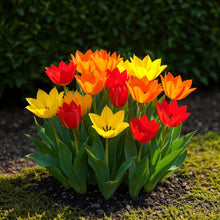 Buitenplant - Tulp Praestans mix - Bloeiend - 25 bollen Bolmaat 8/9