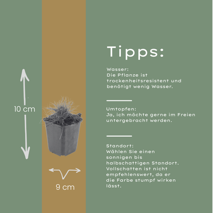Buitenplant 6x Festuca gautieri - Pot Ø 9cm Hoogte ↕ 10-25cm