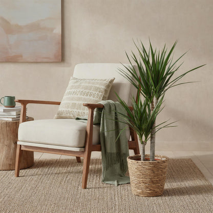 Green BoutiQ - Green is... Kamerplanten - Dracaena Marginata - Drakenbloedboom - Weinig onderhoud - met mand - Groen - 1 Plant - Pot 21cm - Hoogte 90-100cm