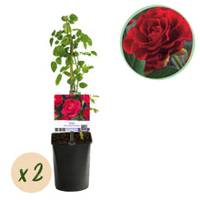 Buitenplant 2x Rosa Paul Scarlet Climber - Klimroos Bloeiend - Pot Ø 11cm Hoogte ↕ 40cm
