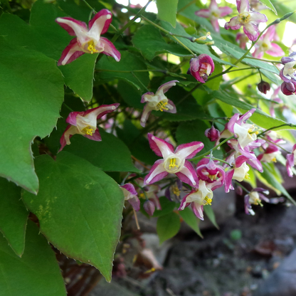 Buitenplant 24x Epimedium rubrum - Pot Ø 9cm Hoogte ↕ 10-25cm
