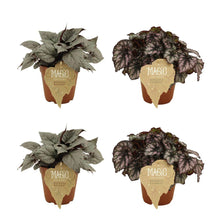 Kamerplant 4x Begonia Rex Bolero & Cumbia - Pot Ø 12cm Hoogte ↕ 25cm