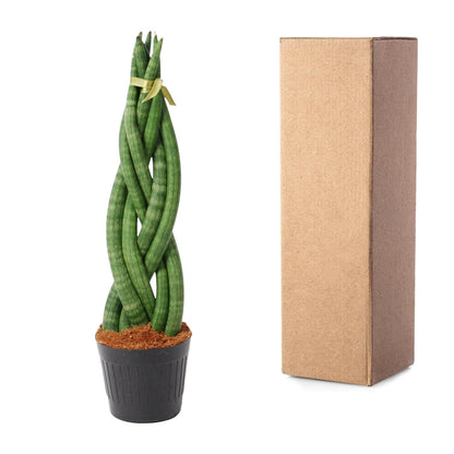 Kamerplant - Sansevieria cylindrica 'Twist' - Pot Ø 10,5cm Hoogte ↕ 40cm