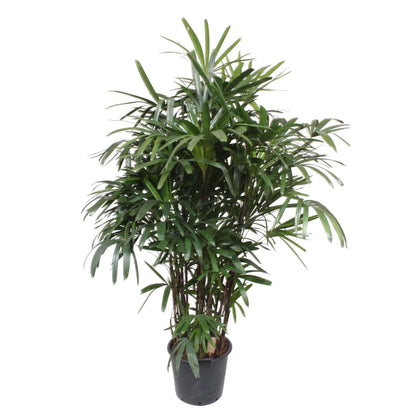 XL Kamerplant - Rhapis Excelsa - Pot Ø 34cm Hoogte ↕ 200cm