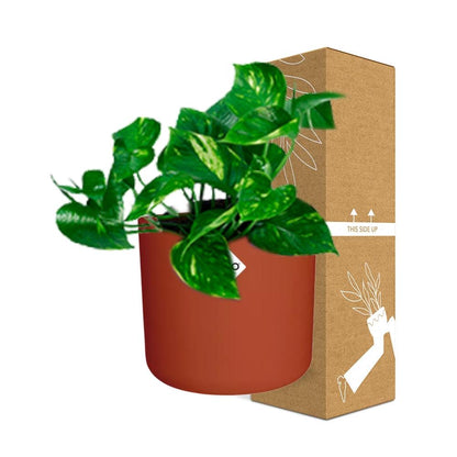 Kamerplant - Epipremnum Pinnatum 'Aureum' - Inclusief sierpot - Pot Ø 14cm