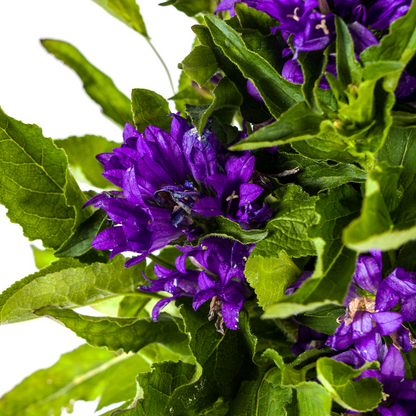 Buitenplant - Campanula Glomerata Genti Blue - Bloeiend - Pot Ø 19cm Hoogte ↕ 30-40cm