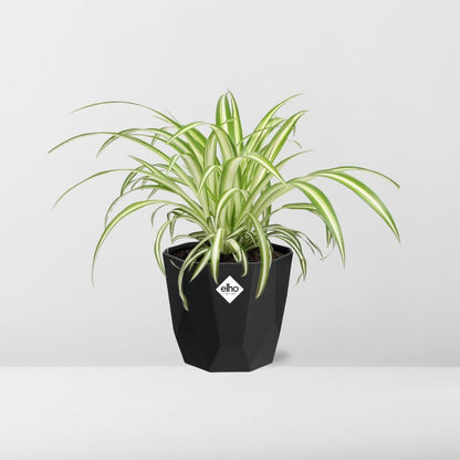 Kamerplant - Chlorophytum Comosum Variegatum - Pot Ø 14cm