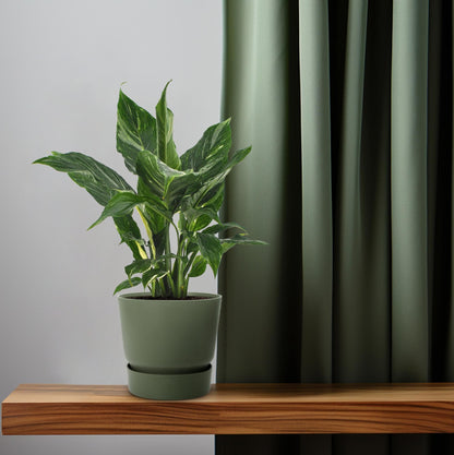Kamerplant - Spathiphyllum Diamond - Pot Ø 12cm Hoogte ↕ 40cm