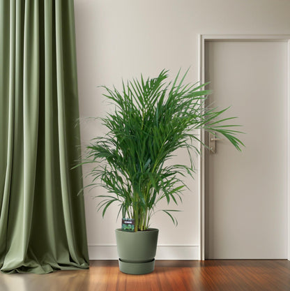 Kamerplant - Dypsis Lutescens - Luchtzuiverend - Pot Ø 19cm Hoogte ↕ 100cm