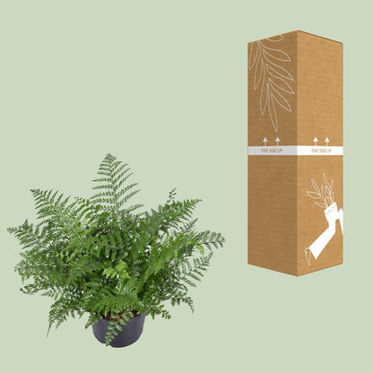 Kamerplant - Asplenium Parvati - Pot Ø 23cm Hoogte ↕ 55cm