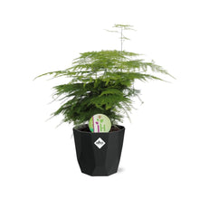 Kamerplant - Asparagus 'Plumosus' - Pot Ø 14cm