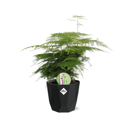 Kamerplant - Asparagus 'Plumosus' - Pot Ø 14cm