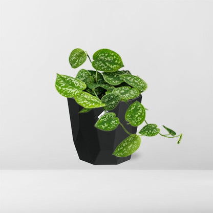 Kamerplant - Scindapsus Pictus 'Argyraeus' - Hangplant - Pot Ø 14cm