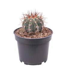 Kamerplant - Melocactus Azureus - Pot Ø 12cm Hoogte ↕ 17cm