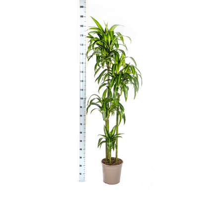 XL kamerplant - Dracaena Deremensis 'Hawaiian Sunshine' - Luchtzuiverend - Pot Ø 27cm Hoogte ↕ 170-190cm
