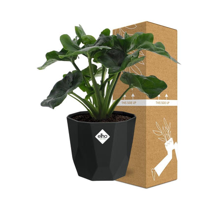 Kamerplant - Philodendron Atom - Pot Ø 14cm