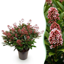Buitenplant - Skimmia japonica Rubella - Winterhard - Pot Ø 19cm Hoogte ↕ 60cm
