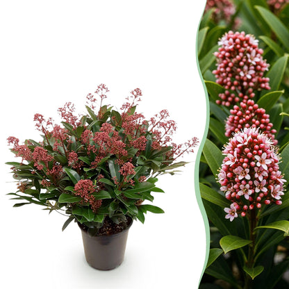 Buitenplant - Skimmia japonica Rubella - Winterhard - Pot Ø 19cm Hoogte ↕ 60cm
