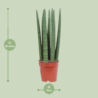 Kamerplant - Sansevieria Straight - Pot Ø 12cm Hoogte ↕ 40cm