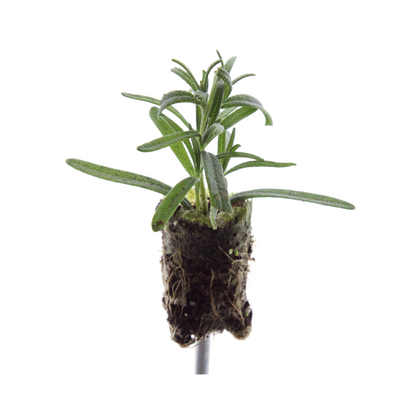 Buitenplant 6x Rosmarinus officinalis - Aromatisch - Pot Ø 9cm