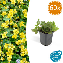Buitenplant 60x Waldsteinia ternata - Vaste plant - Pot Ø 9cm Hoogte ↕ 10-25cm