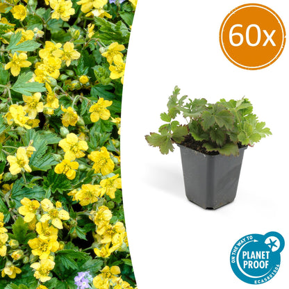 Buitenplant 60x Waldsteinia ternata - Vaste plant - Pot Ø 9cm Hoogte ↕ 10-25cm