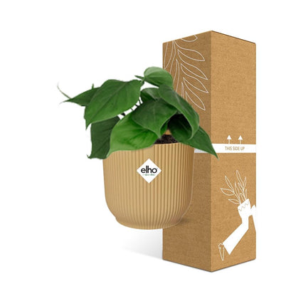 Kamerplant - Philodendron Scandens - Pot Ø 14cm