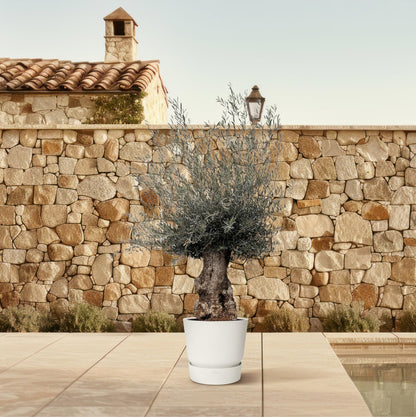 XL plant - Olea Europaea Bonsai - Pot Ø 80cm Hoogte ↕ 270cm