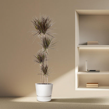 XL kamerplant - Dracaena Magenta - Pot Ø 27cm Hoogte ↕ 180cm