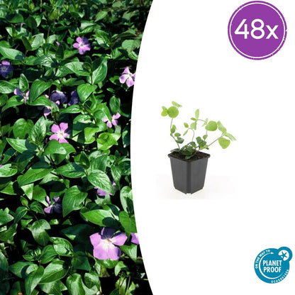 Buitenplant 48x Vinca major - Bodembedekker - Pot Ø 9cm Hoogte ↕ 10-25cm