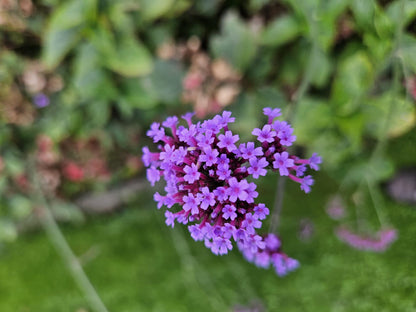 Buitenplant 48x Verbena bon. 'Lollipop' - Pot Ø 9cm Hoogte ↕ 10-25cm