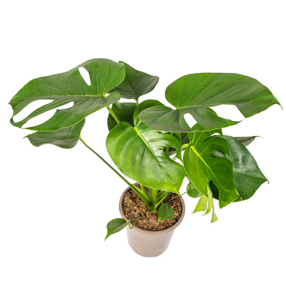 Kamerplant - Monstera Deliciosa Tauerii - Pot Ø 19cm Hoogte ↕ 70-90cm