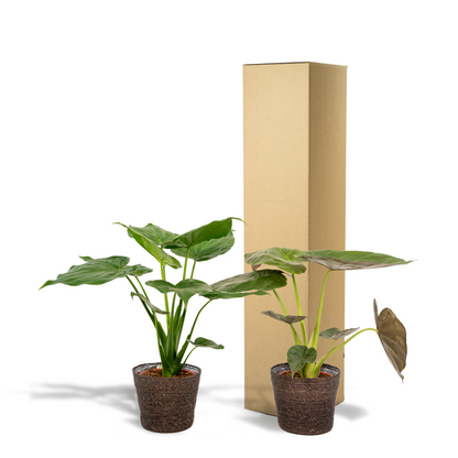 Kamerplant - Alocasia Cucullata + Alocasia Wentii - Inclusief siermand - Pot Ø 19cm Hoogte ↕ 60cm