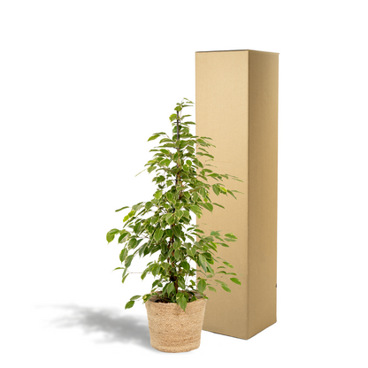 Kamerplant - Ficus benjamina Goldenking - Inclusief mand - Pot Ø 21cm Hoogte ↕ 95cm
