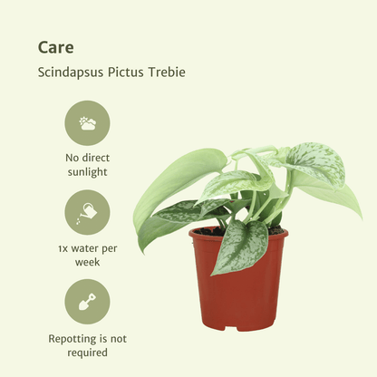 Kamerplant 2x Scindapsus Pictus 'Trebie' - Pot Ø 12cm Hoogte ↕ 15cm