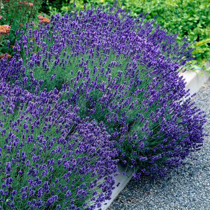 Buitenplant - Lavandula angustifolia Hidcote - Haagplant - Pot Ø 17cm Hoogte ↕ 30cm