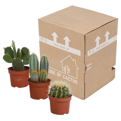 Kamerplant 3x Cactus mix - Zonder pot - Pot Ø 10.5cm Hoogte ↕ 12cm
