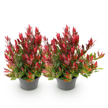 Buitenplant 2x Leucothoe Little Flame - Groenblijvend - Pot Ø 17cm Hoogte ↕ 40cm