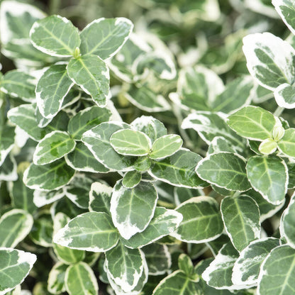 Buitenplant 6x Euonymus fort. 'Emerald Gaiety' - Pot Ø 9cm Hoogte ↕ 10-25cm