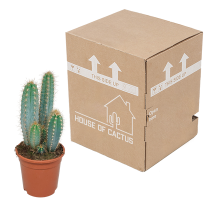Kamerplant - Pilosocereus azureus - Cactus - Pot Ø 17cm
